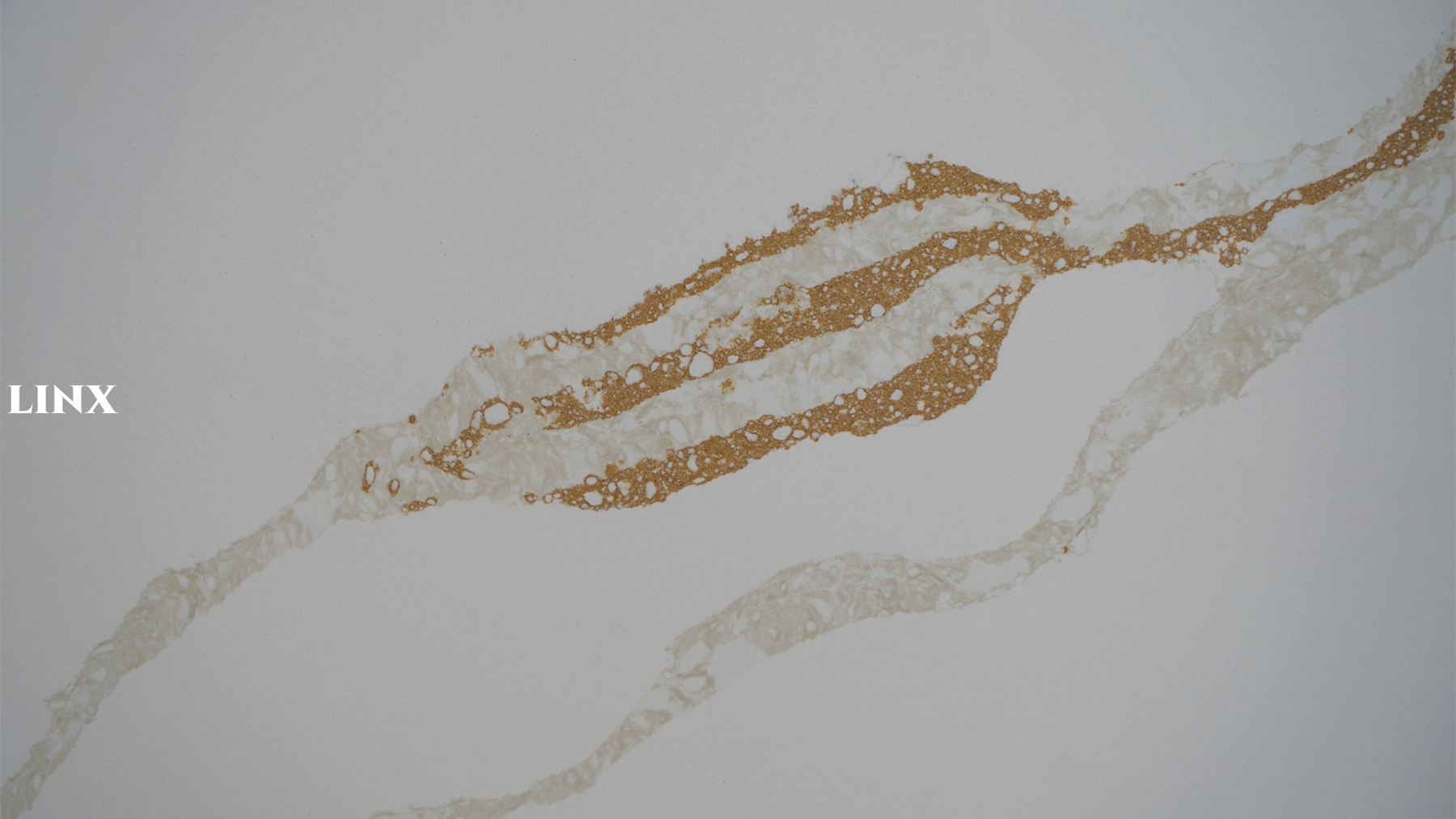LX1311 CALACATTA GOLD QUARTZ STONE CLOSE UP 1 LINX SURFACES