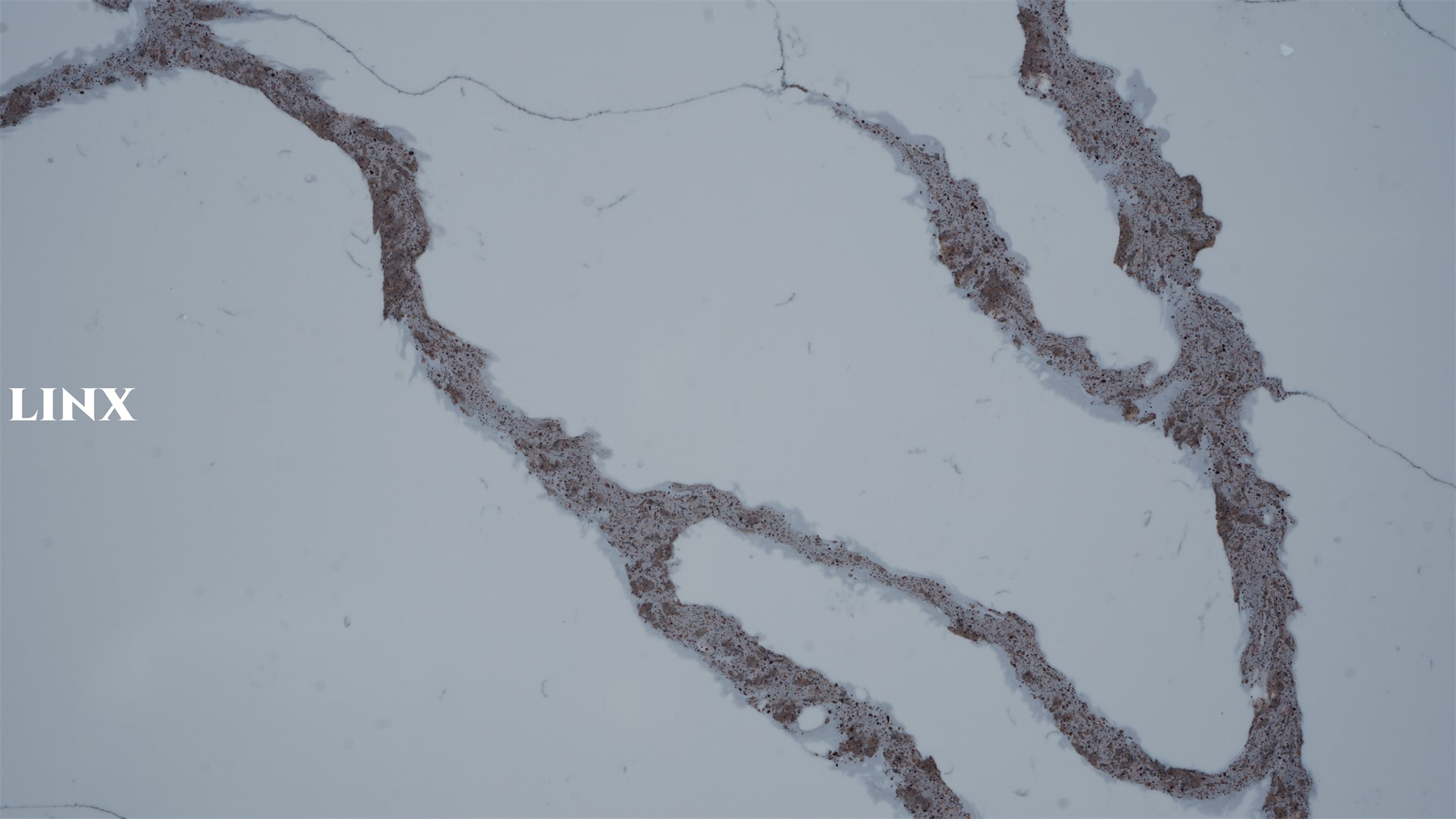 LX9020 CALACATTA QUARTZ STONE CLOSE UP 2 LINX SURFACES